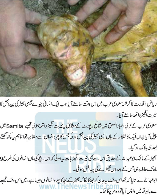 Human face Sheep born in Saudi Arabia